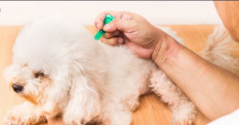 Top 3 Pet Drugs for Flea and Ticks