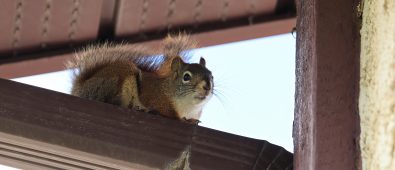 How to Get Rid of Squirrels in the Attic