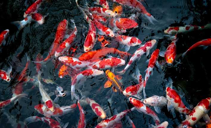 Introduce fish and other aquatic life into your pond