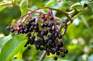 What Is Elderberry