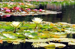 What is the Best Way to Maintain a Pond
