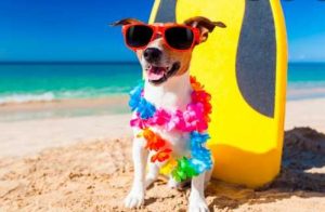 How To Be Beach Ready With Your Dog This Summer