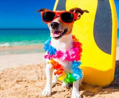 How To Be Beach Ready With Your Dog This Summer