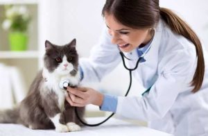 What to Look for When Choosing a Vet