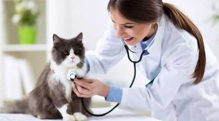 What to Look for When Choosing a Vet