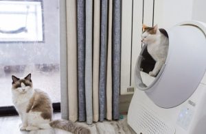 Can Automatic Litter Boxes Help Detect Early Health Issues in Cats?